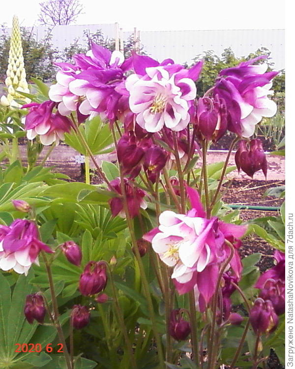 успели порадовать в начале лета