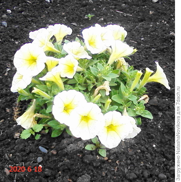 петуньки еле живы