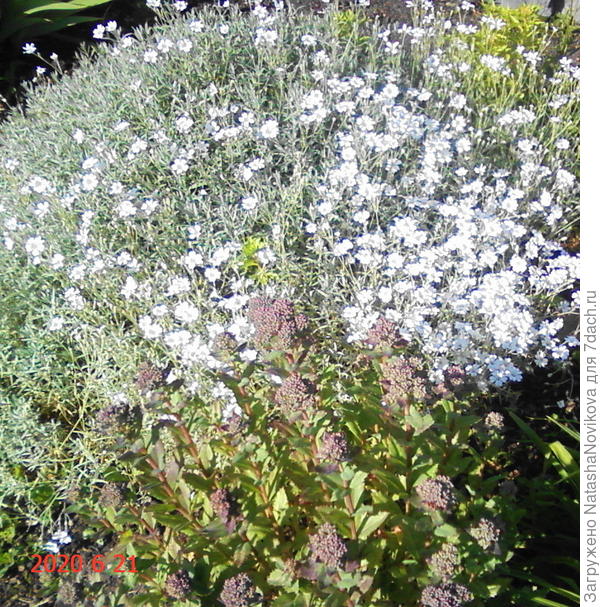 ну а цветы распустся, куда денутся:)) мы терпеливые, подождём:))