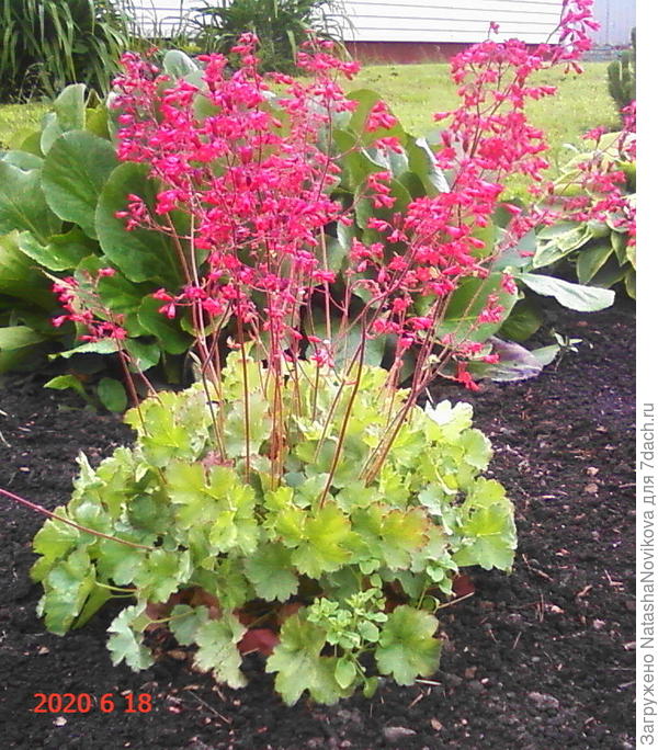 всё цветёт скудно или вообще не цветёт.