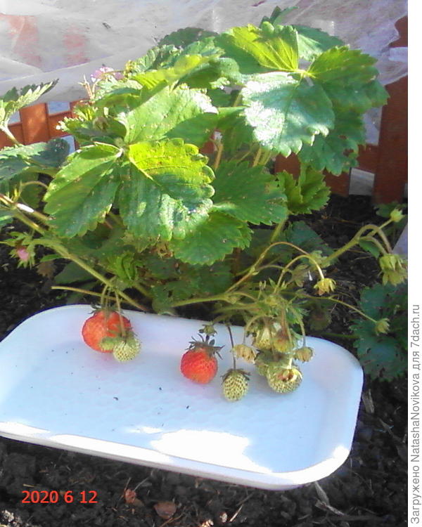 ягодки уже ели