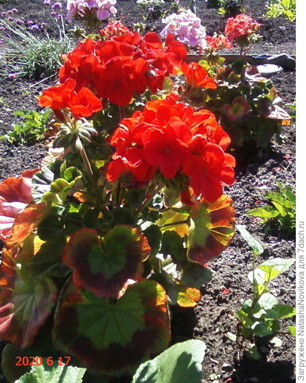 гераньки страдают