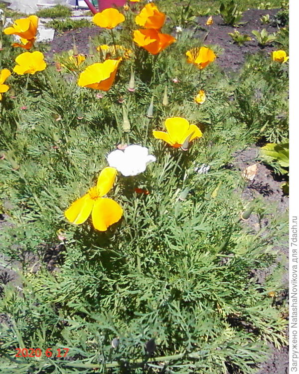 эшшольция - ни о чём