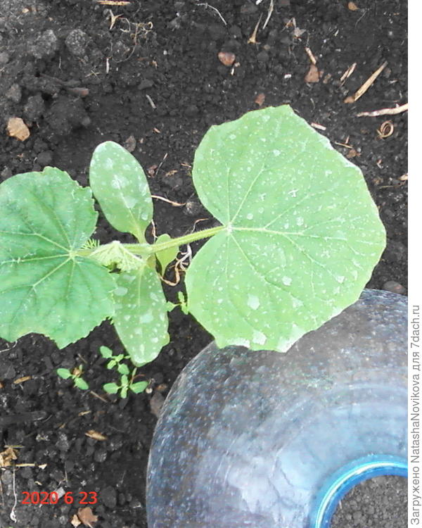 у этого уже признаки болезни