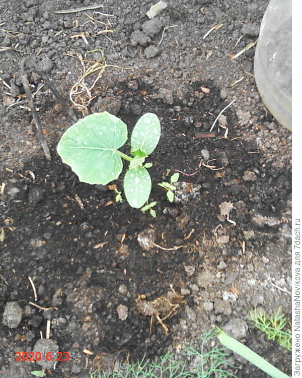 здесь же новые всходы &quot;германа&quot; для консервации