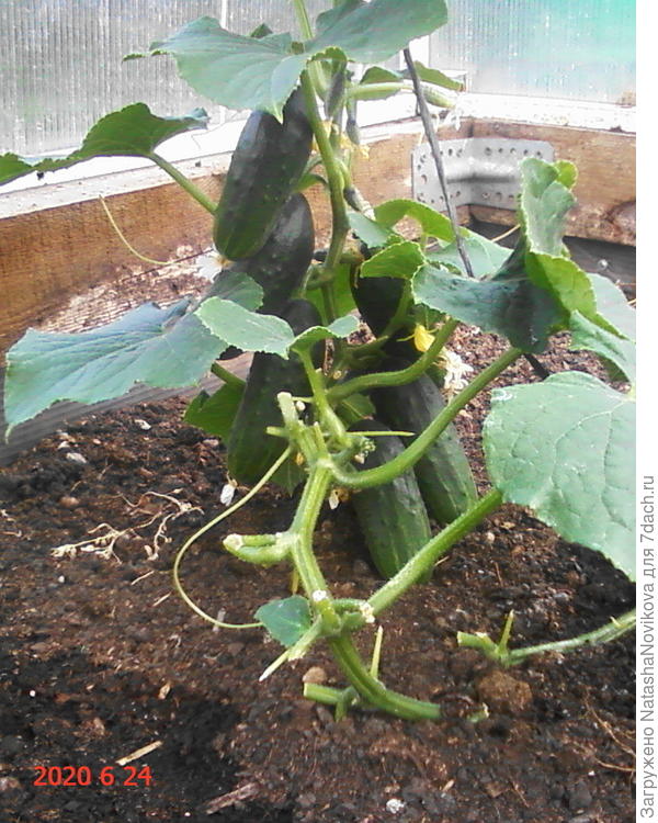 &quot;колибри&quot; уже не похож на птичку, очень бвстро перерастают, буквально через сутки