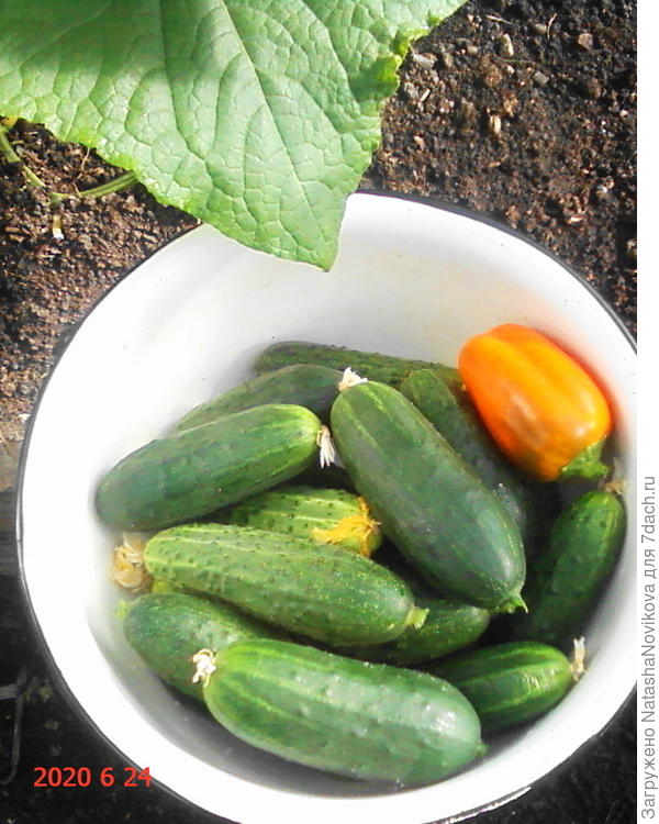 1,5 кг сегодня, перчик для вкуса :))