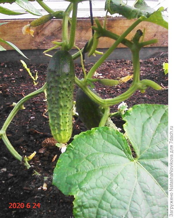 &quot;пташка ранняя&quot;