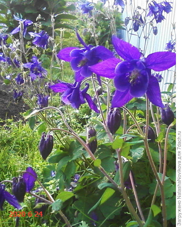 цветут аквилегии, вернее уже отцветают