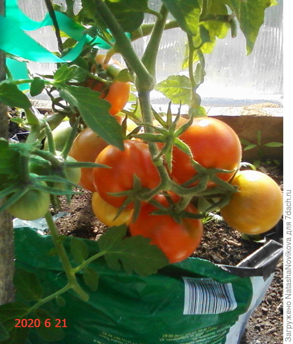 &quot;ямал&quot; доедаем, спеет на корню - вкус - необыкновенный