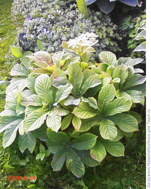 делёнка от роджерсии то же решила расцвести