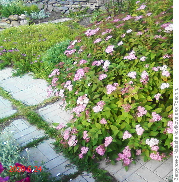 если спирея цветёт - значит точно, лето:))