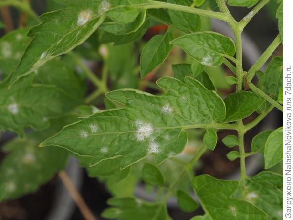 начало фитофтороза фото из сети