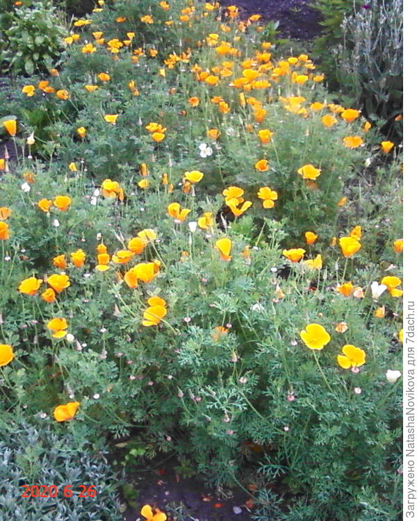 перед ливнем закрываются