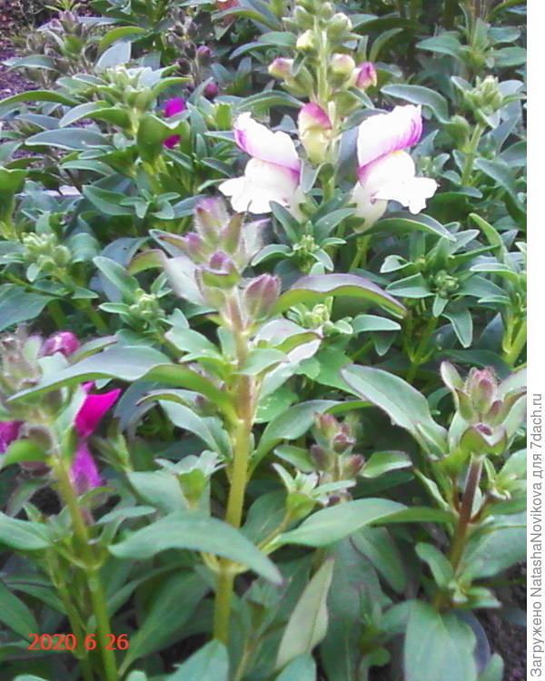 львёнок распускается:))