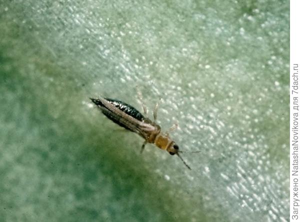 а вот такой улетел с листа, второго раздавила