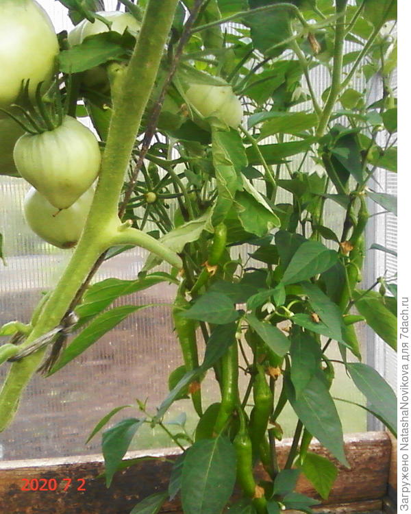 горький перец от Иры Никитоной пока спеет, только один красный съели, вернее пытались съесть - термоядерный