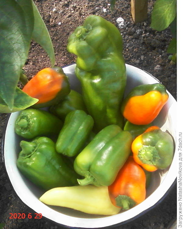 перцами объелись