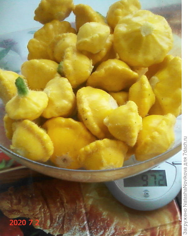 патиссончики