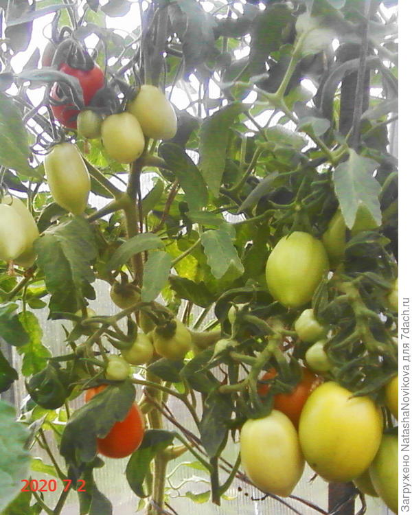 наконец то "москвич" начал краснеть на корню