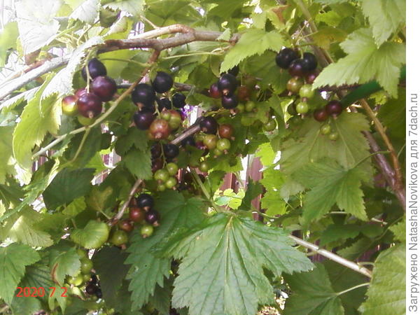 через пару дней будем собирать смородину
