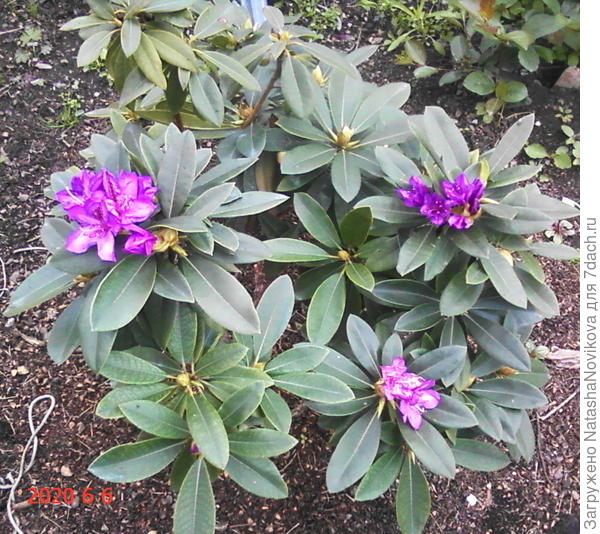 кустику пять лет, ни один листочек не умер