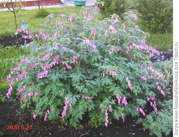 туман и холод какие теплицы с открытыми дверями((