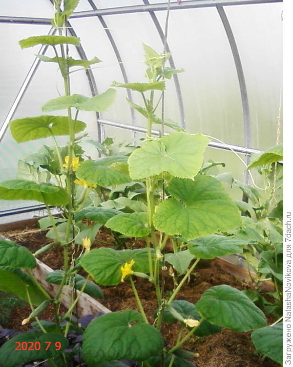 но я их вылечу