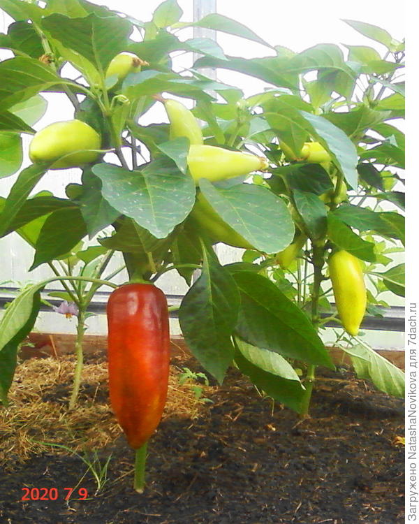 перец в теплице где клещ напал на матвеек