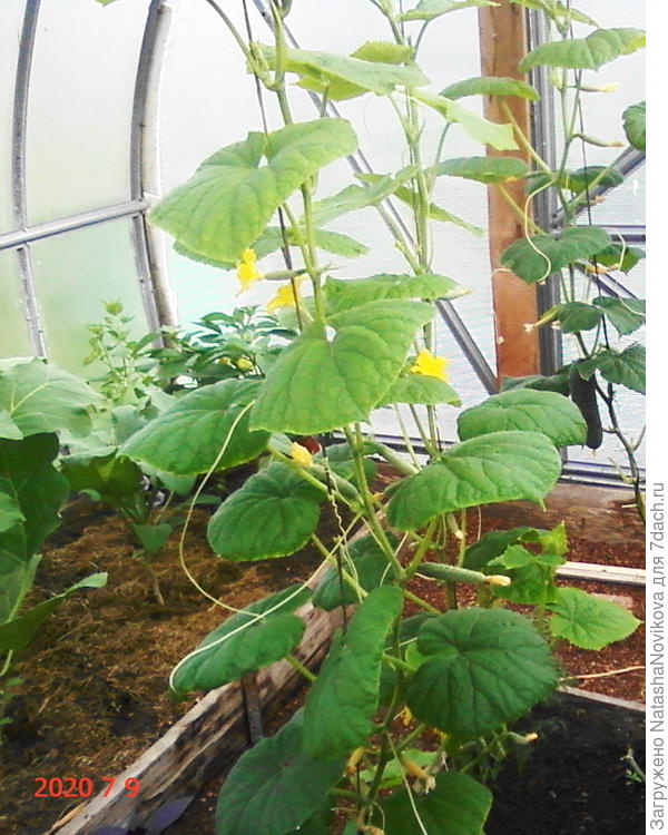 матвейки страдают