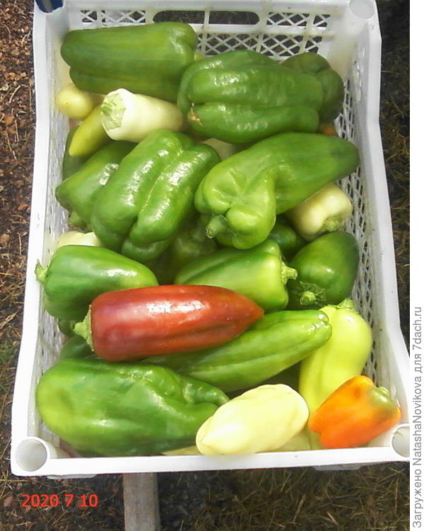 перцы не хотят краснеть, пришось снять зелеными, кустики ломятся от плодов