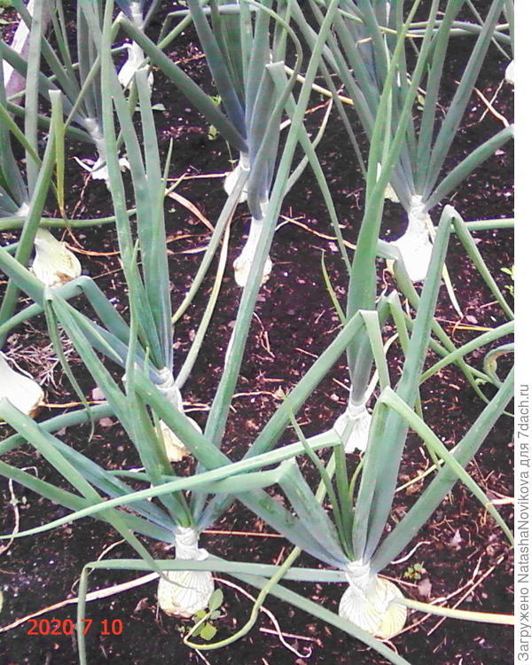 наливается