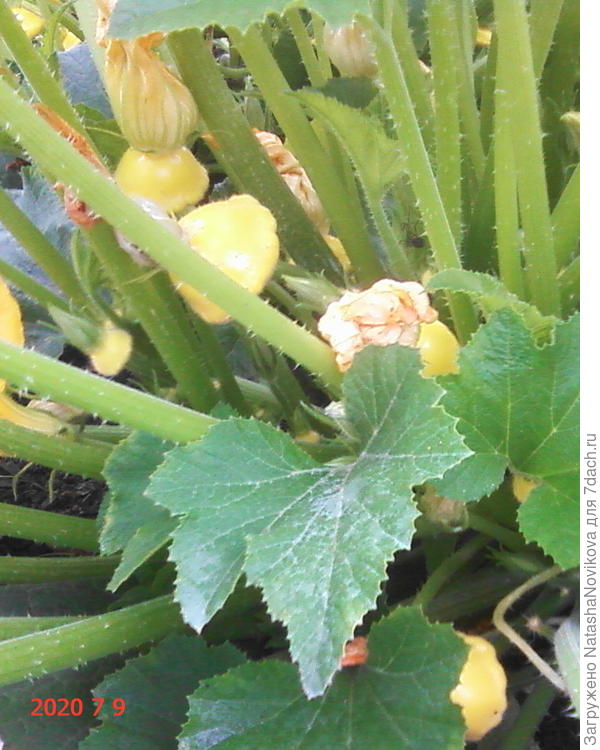 два дня назад были крошками, вчера дождь - не хотела по мокроте стричь, сегодня уже в два раза больше стали