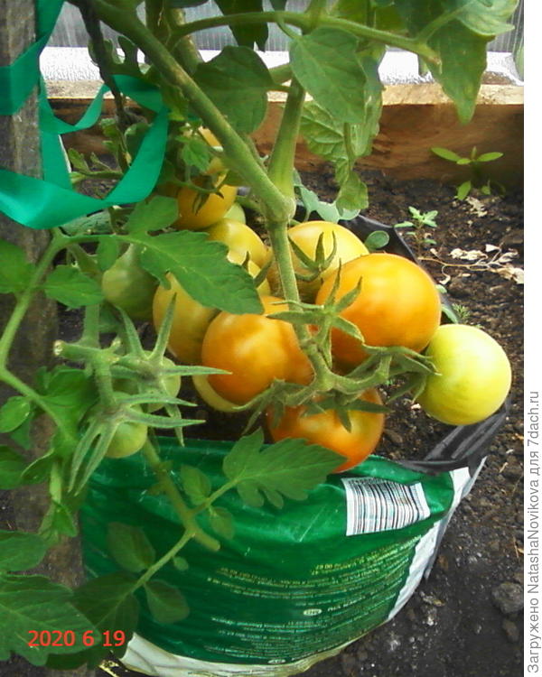 ямал пораньше ели, вкус хороший