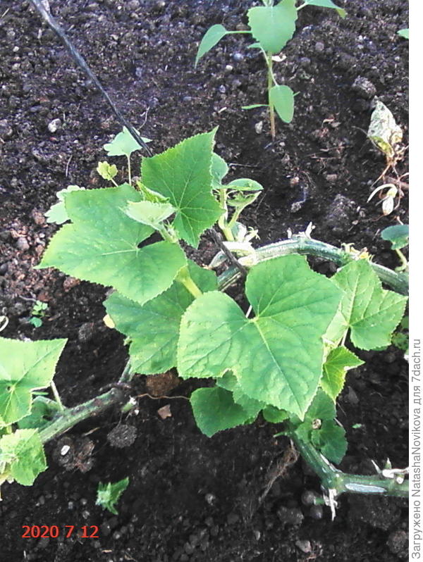 новые листики от кольца