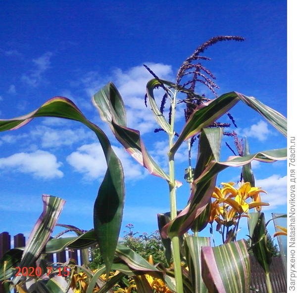 метёлки тёмно-тёмно бордовые