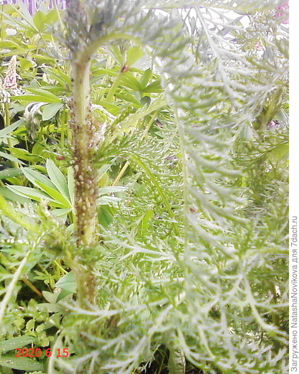 на другом растении тля зеленая