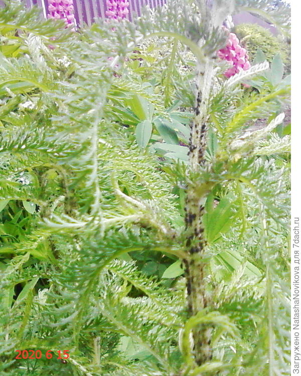 тля чёрная на тысячелистнике