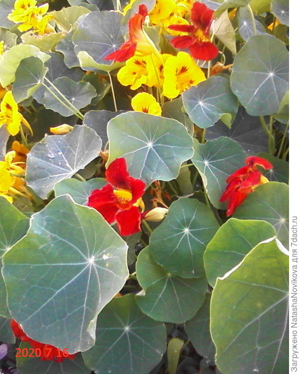 яркие простушки