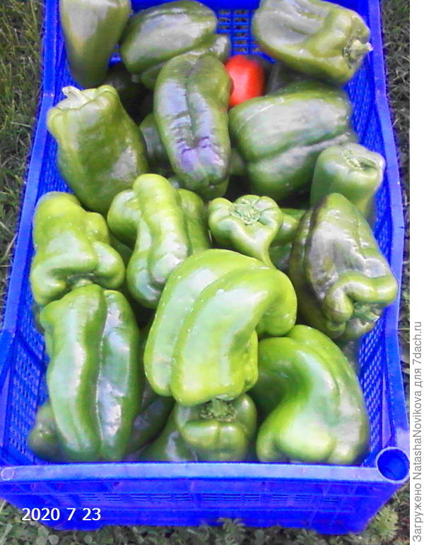 перцы пришлось снять зелёными