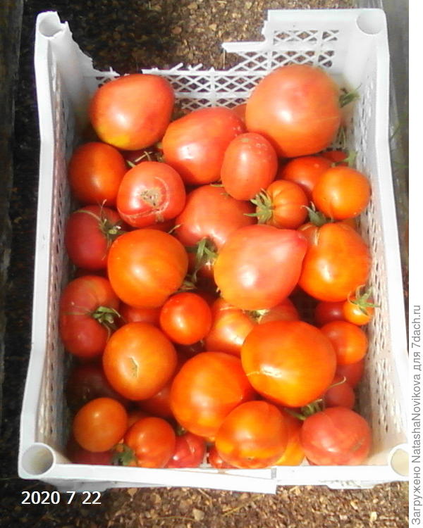 томаты вчера сняла, а на предстоящую ночь утеплила, завтра сниму ещё