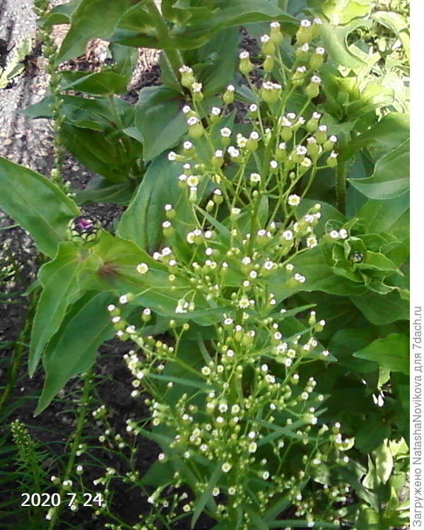 ни одного собрата нет, осенью я его обрезала