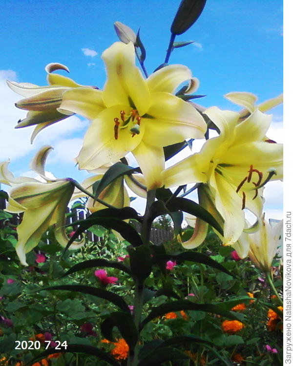 два сезона спала - нынче проснулась, красотка моя