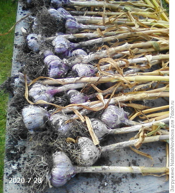 ботва не сохнет