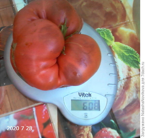 "сара" уродливая, но вкусная, перезрела