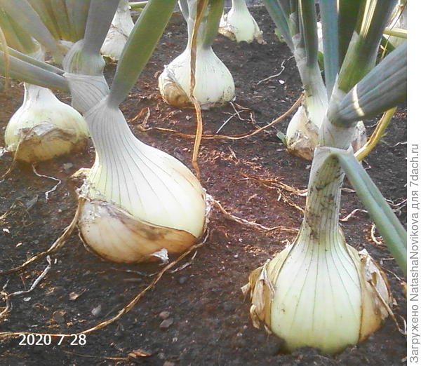 эксибишен дозревает