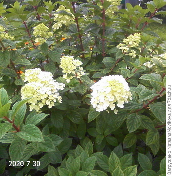 Пинки Винки, буду следующей весной делить, ей уже 15 лет