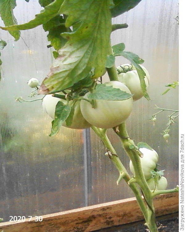 розовый фламинго от частника - болеет