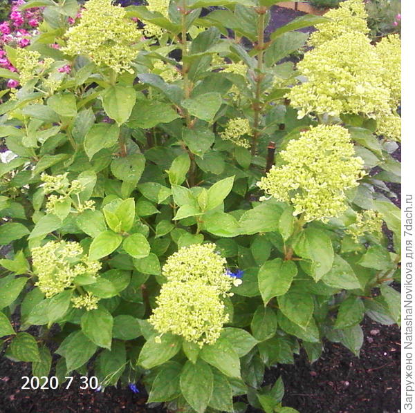 Лайм Лайт пятый год