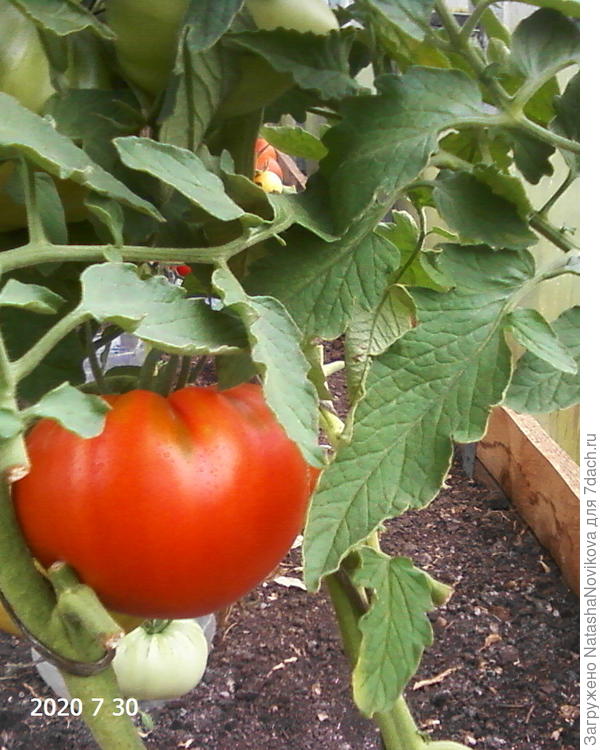 "бренди" вообще не болеет, чистый